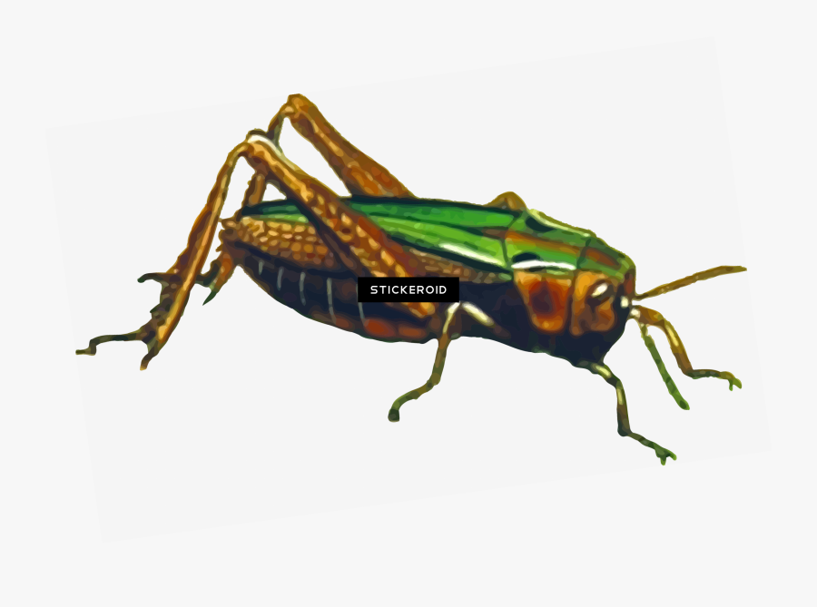 Grasshopper Clipart , Png Download - Portable Network Graphics, Transparent Clipart