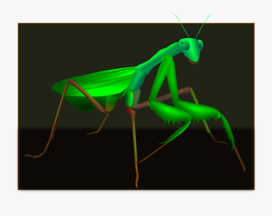Art,grasshopper,mantis - Mantidae, Transparent Clipart