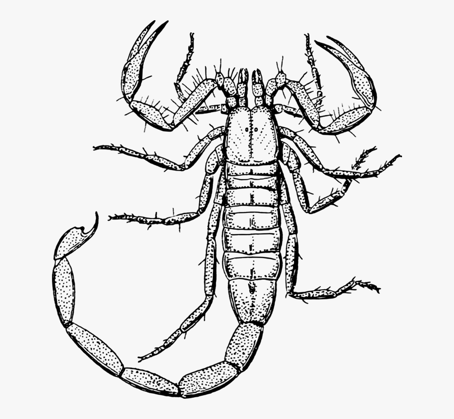 Grasshopper - Clipart - Black - And - White - Scorpion Coloring Pages, Transparent Clipart