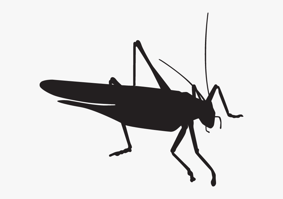 Grasshopper Silhouette, Transparent Clipart