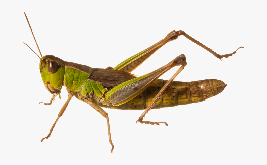 Grasshopper Png, Transparent Clipart