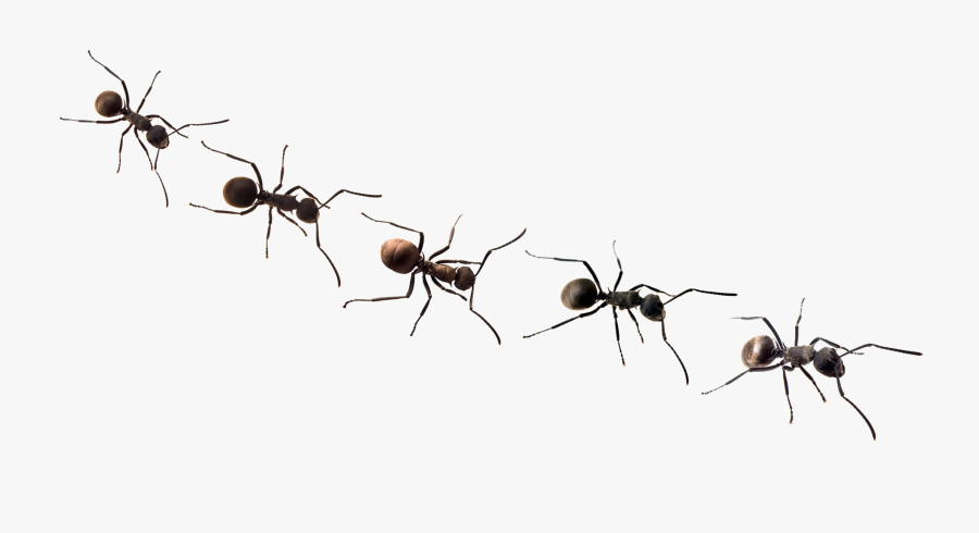 Ants Png Free Background Ants With No Background - Transparent Background Ants Clipart, Transparent Clipart
