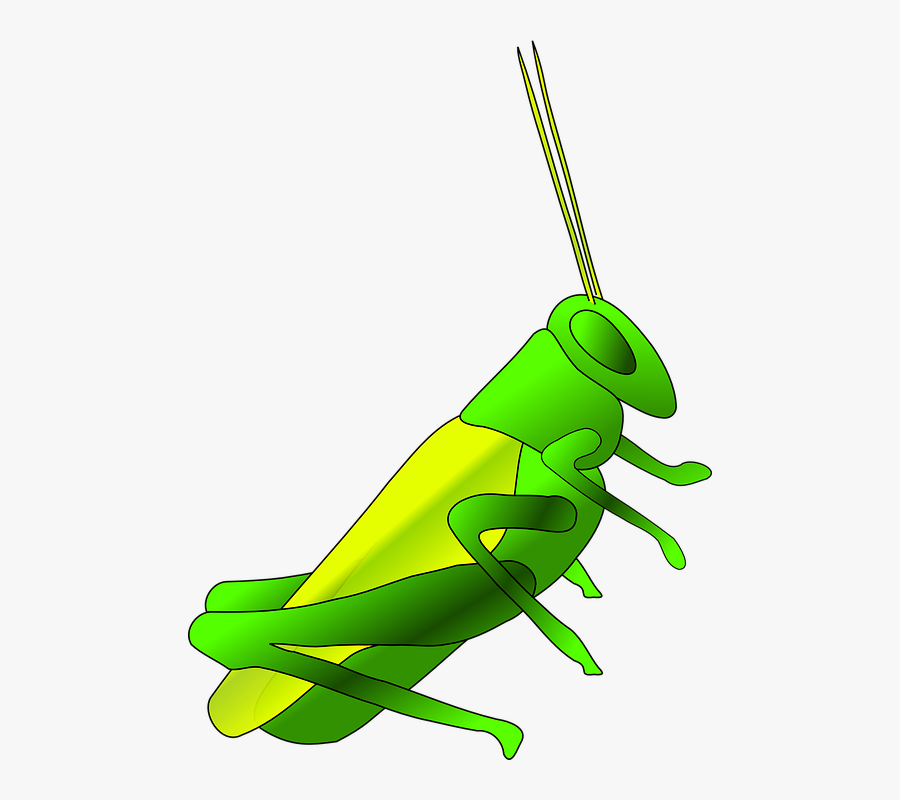 Insect Cricket Cartoon, Transparent Clipart