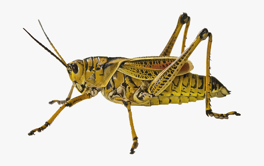 Transparent Locust Clipart - Insect Attack On Farm, Transparent Clipart