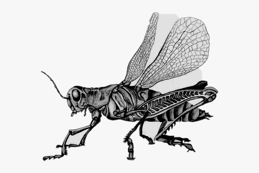 #grasshopper #insect #bug #sketch #sticker #pin #clipart - Drawings Of Bugs, Transparent Clipart