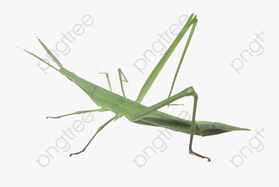 Grasshopper - Caelifera Acrididae, Transparent Clipart