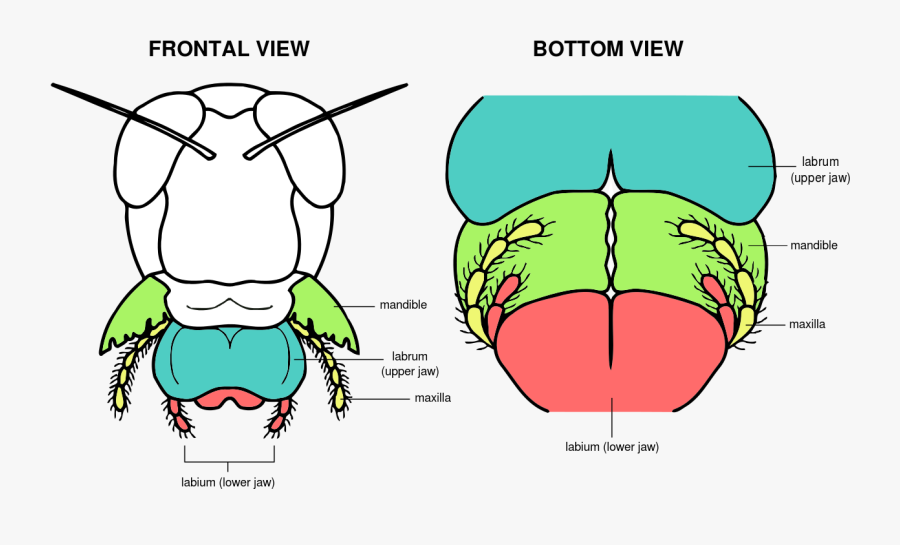 Green - Grasshopper - Scientific - Name - Grasshopper Mouth Anatomy, Transparent Clipart
