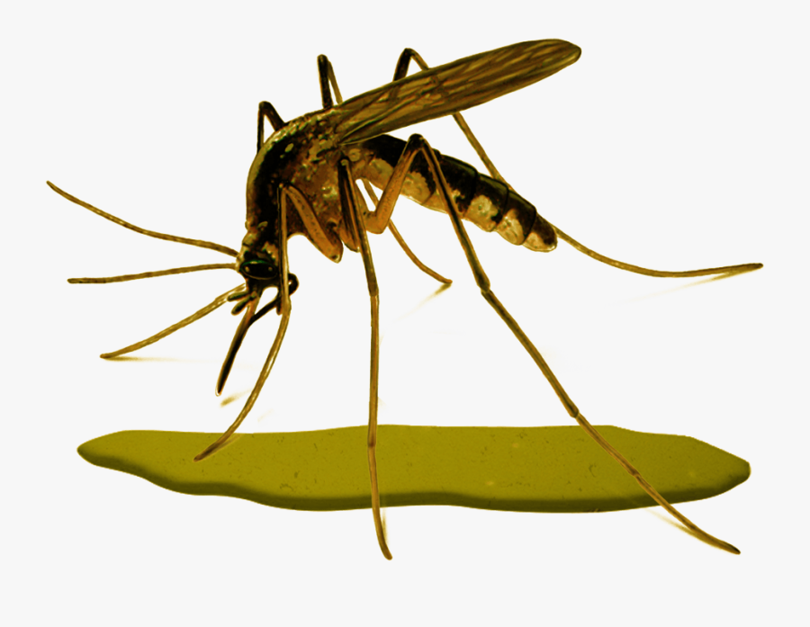 Carlos Juan Finlay Yellow Fever, Transparent Clipart