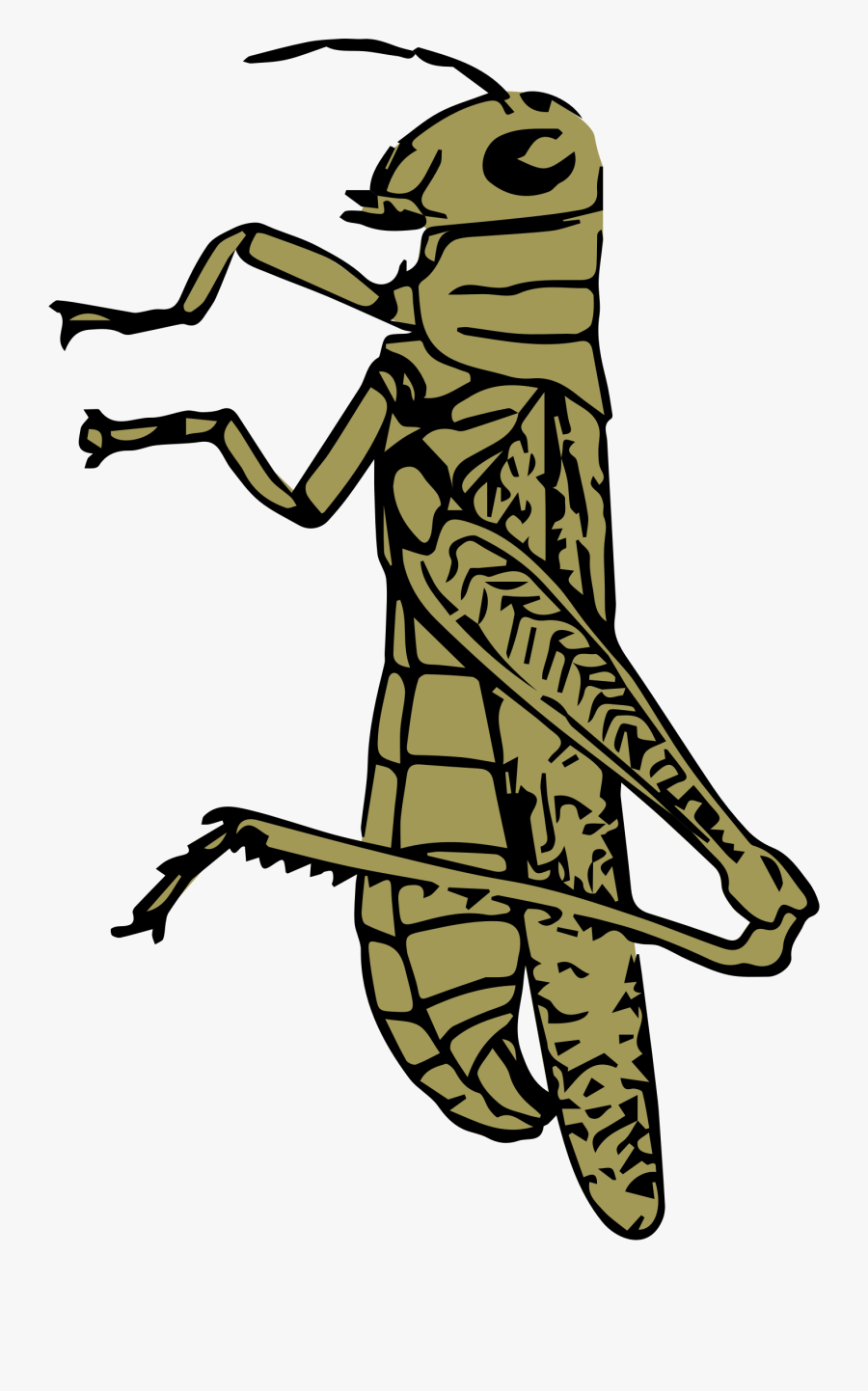 Grasshopper Clipart Color - Caelifera Drawing, Transparent Clipart