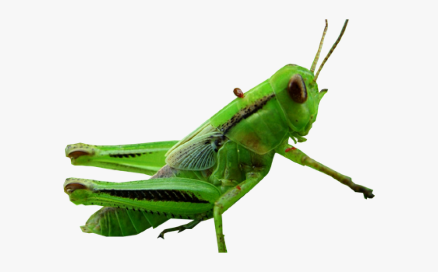 Grasshopper Clipart Transparent - Insect, Transparent Clipart