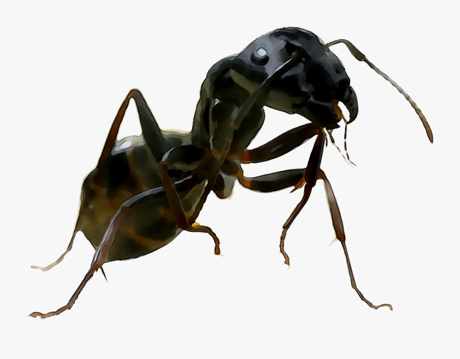 And United Termites Wasp Ants States Of Clipart - Carpenter Ant, Transparent Clipart