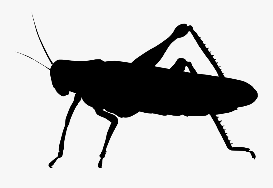 Portable Network Graphics, Transparent Clipart