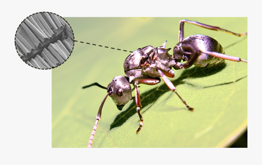 Clip Art Control Temperature Silver Ant - Silver Ant Sahara Desert, Transparent Clipart