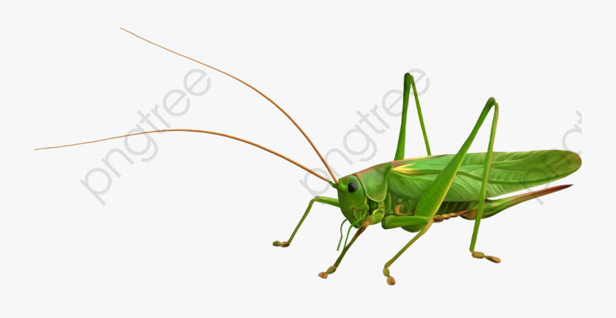 Grasshopper Clipart Transparent Background - Саранча Зеленая И Кузнечик, Transparent Clipart