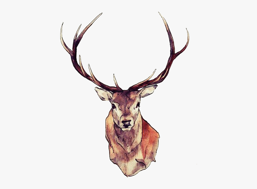 Antler Clipart Transparent Tumblr - Stag Drawing Head, Transparent Clipart