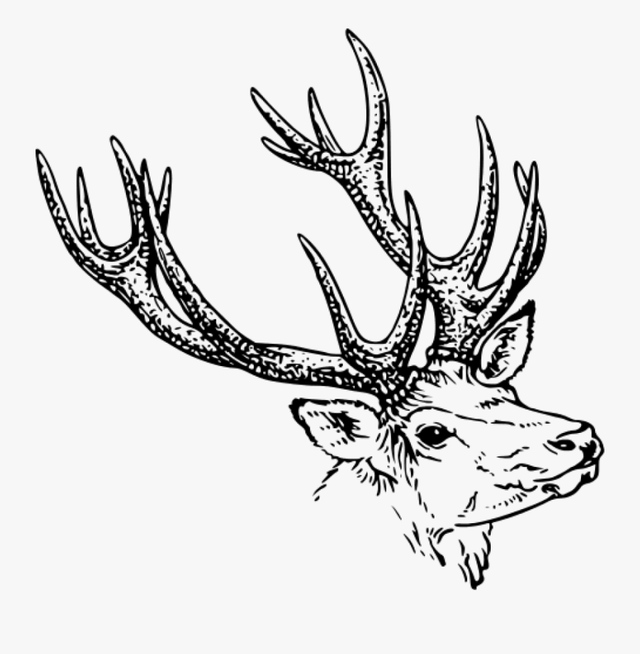 Reindeer, Animal, Mammal, Horns, Wildlife, Species - Horns Clipart Black And White, Transparent Clipart