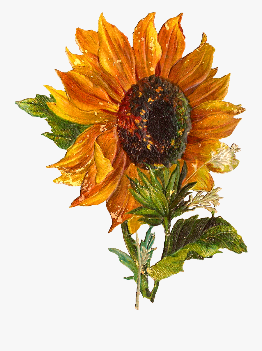 Vintage Sunflower Transparent, Transparent Clipart