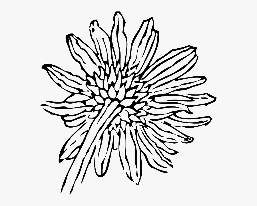 Drawing At Getdrawings Com Free For Personal - Sunflower Line Art, Transparent Clipart