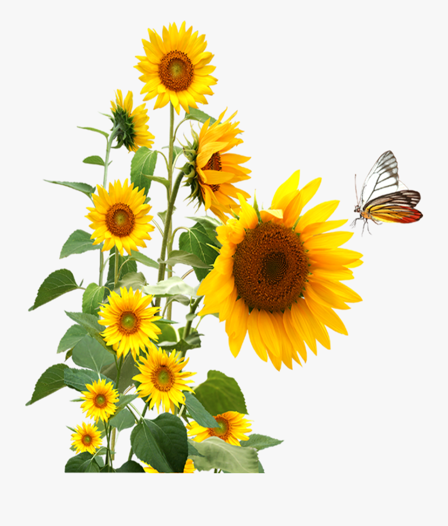 Download Sunflower,butterfly Png Download - Sunflowers And ...