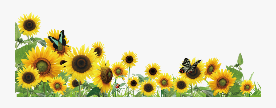 Common Clip Art Png - Sunflower Invitation Template Free, Transparent Clipart