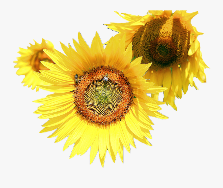 Sunflower, Transparent Clipart