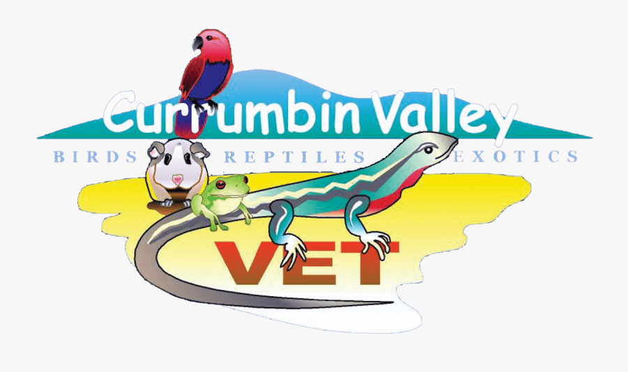 Currumbin Valley Birds & Exotic Vetrenarian Gold Coast, Transparent Clipart
