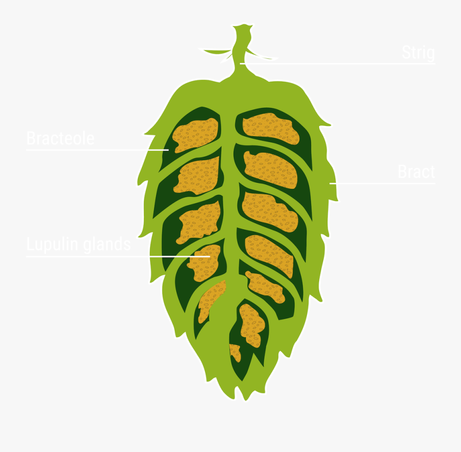 Illustration, Transparent Clipart