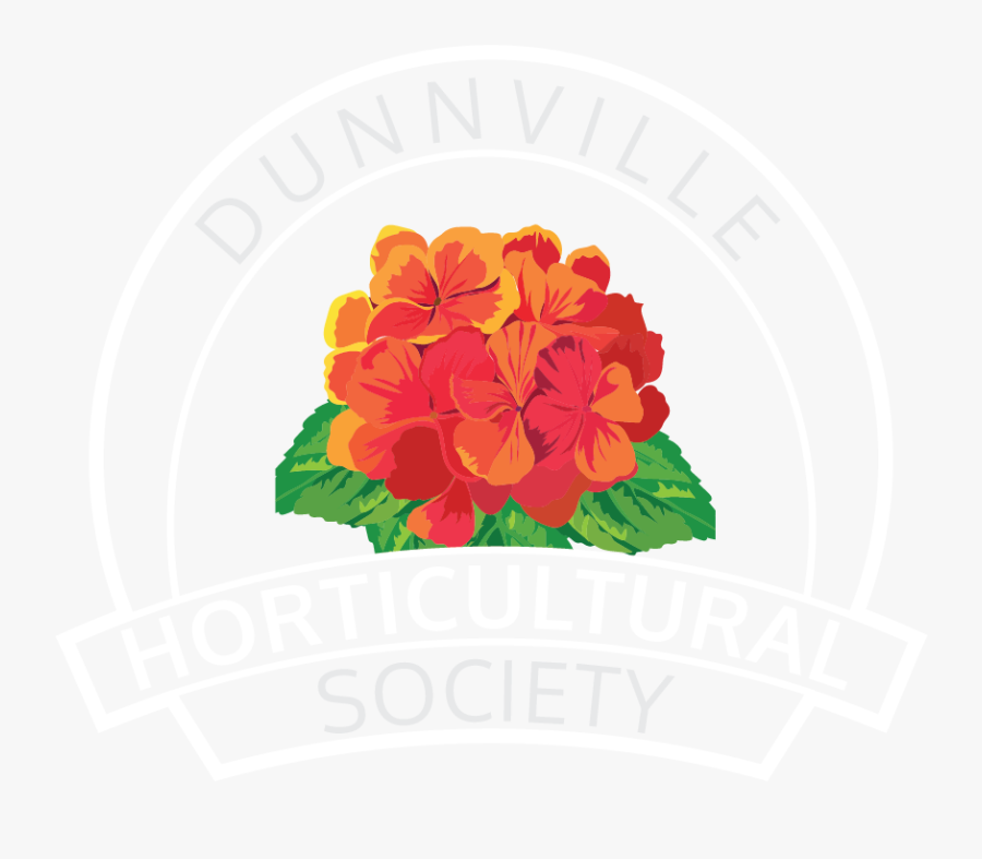 Dunnville Horticultural Society Vector Freeuse Library - Primula, Transparent Clipart