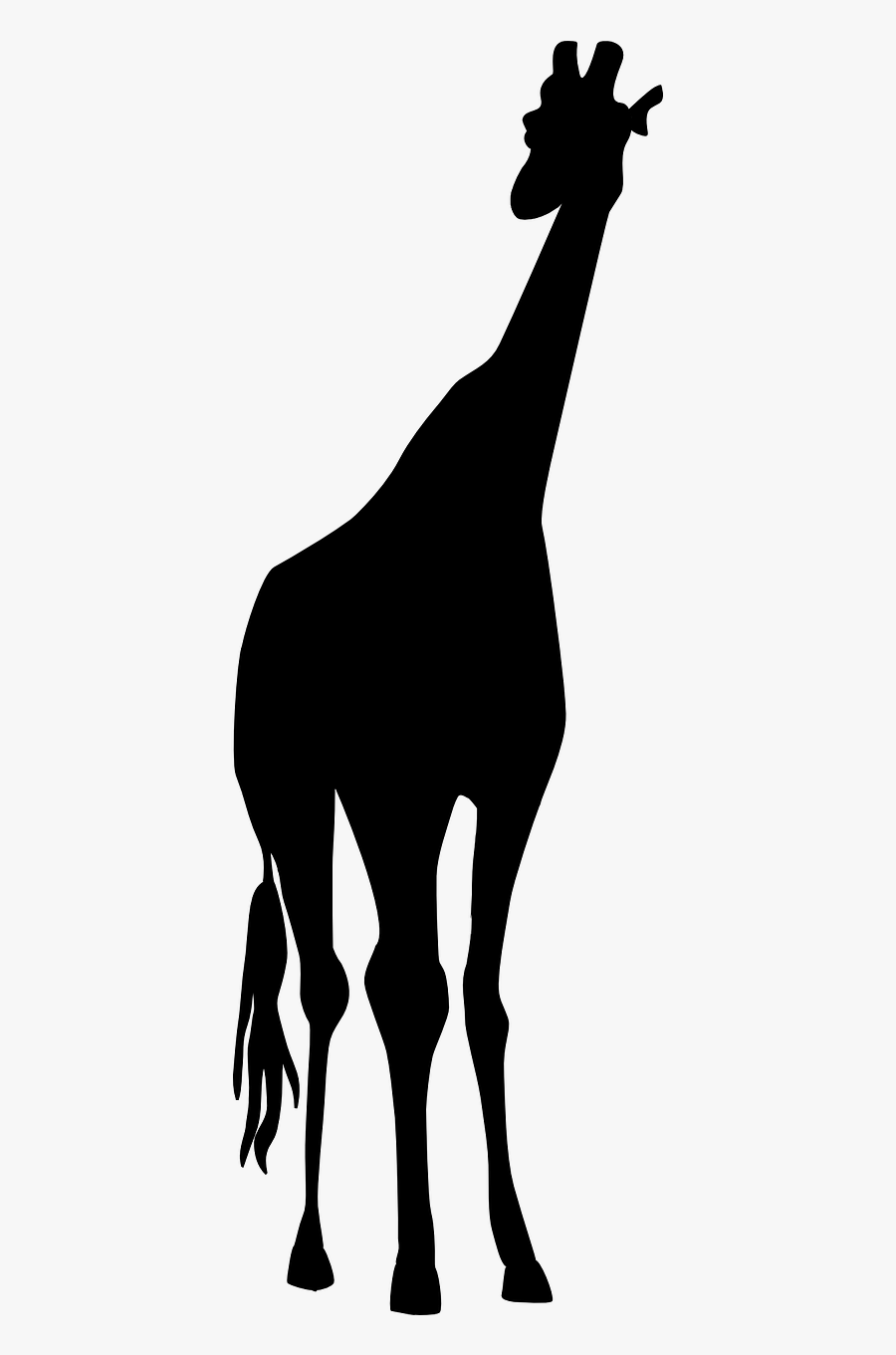 Giraffe Safari Black Free Picture - Jirafa Blanco Y Negro, Transparent Clipart