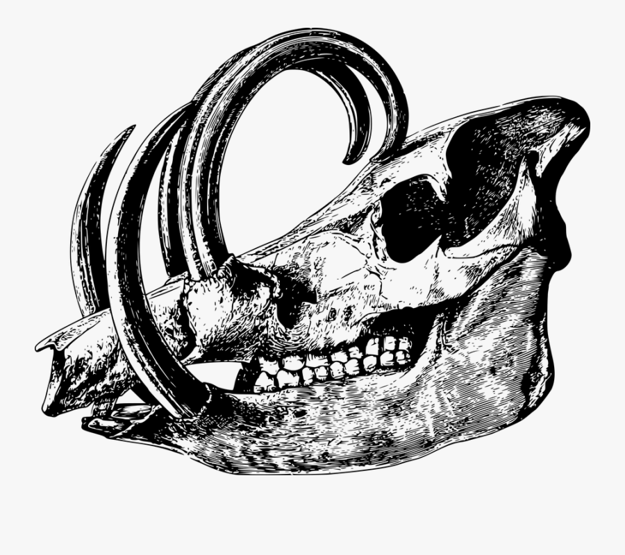 Animal Skull Black And White, Transparent Clipart
