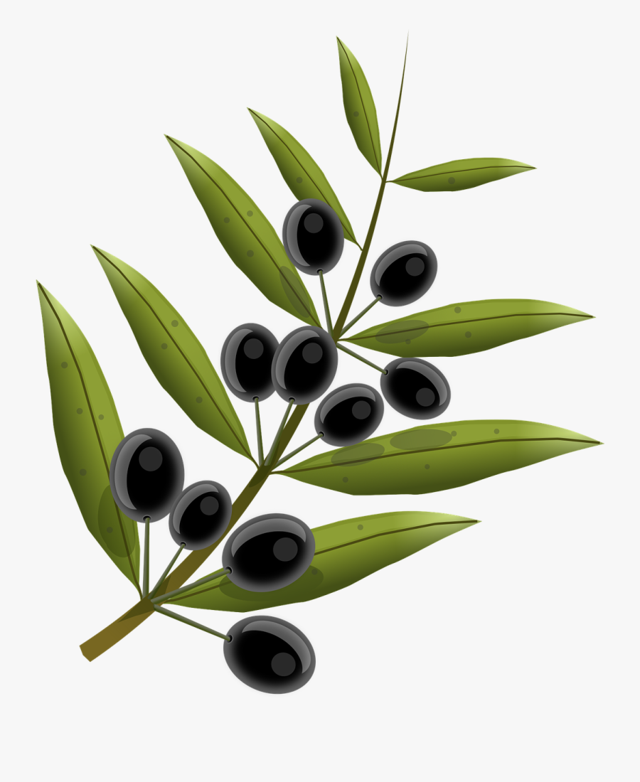 Olives Cliparts 1, Buy Clip Art - Transparent Background Olive Tree Branch, Transparent Clipart