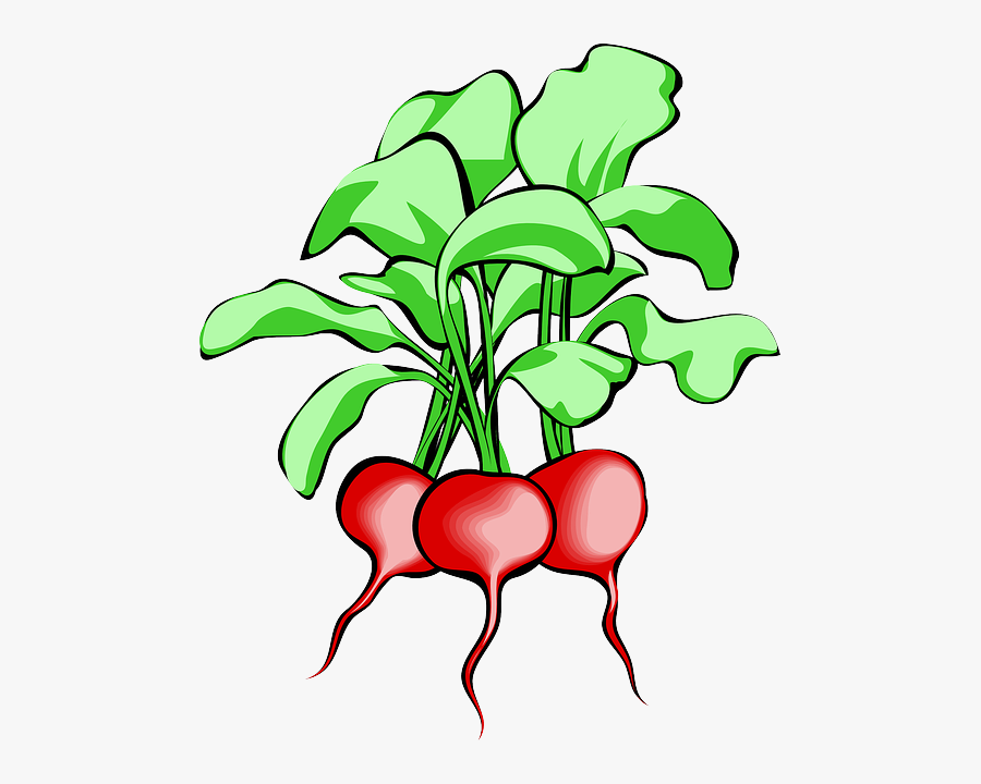 Beet, Beetroot, Vegetable, Root, Plant, Food, Raw - Radish Clipart, Transparent Clipart