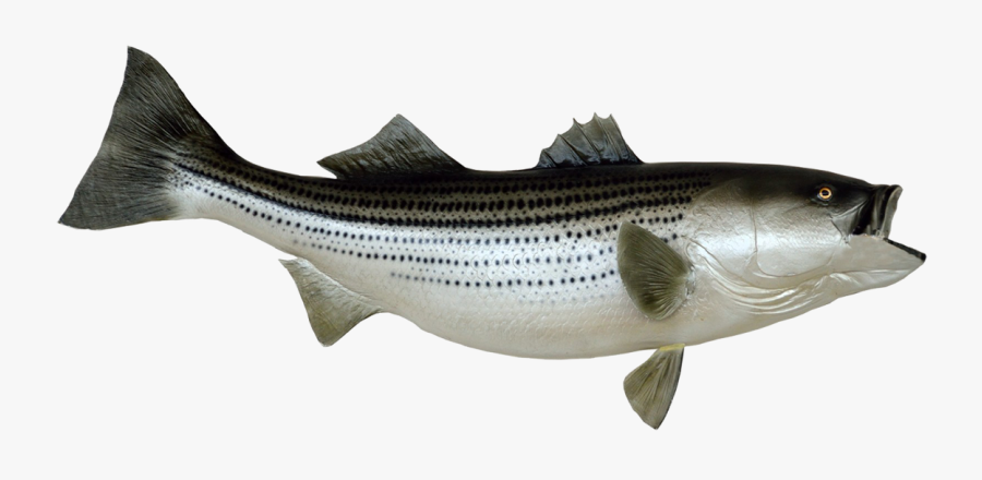 Fish Clip Art Png Stock - Royalty Free Striped Bass Art, Transparent Clipart