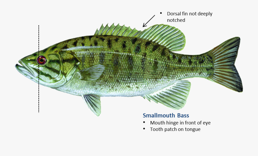 Clip Art Fishing Species Oklahoma Department - Throwing Fish Spears, Transparent Clipart