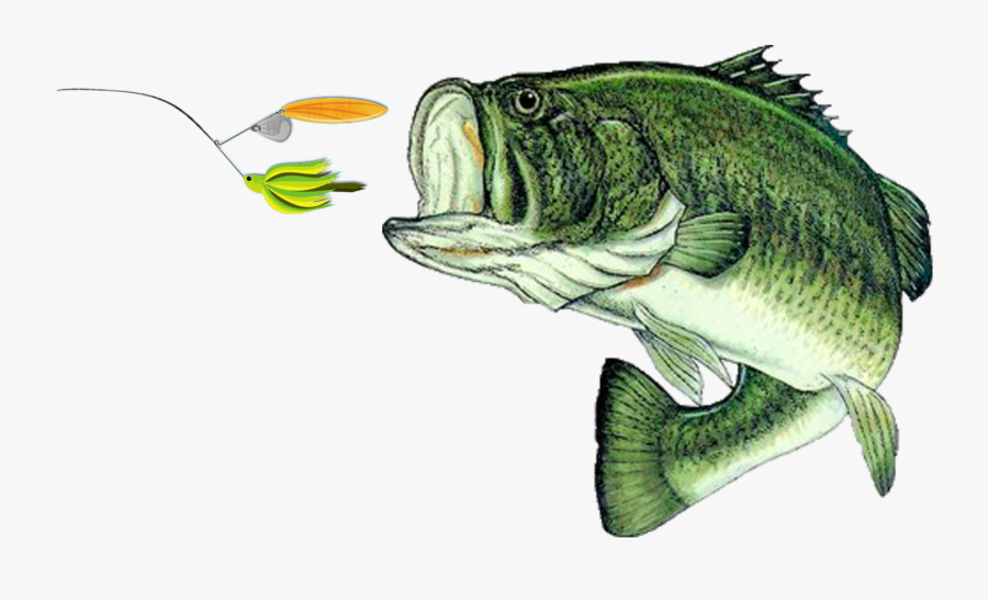 Fish Report - Fish Bass Png, Transparent Clipart