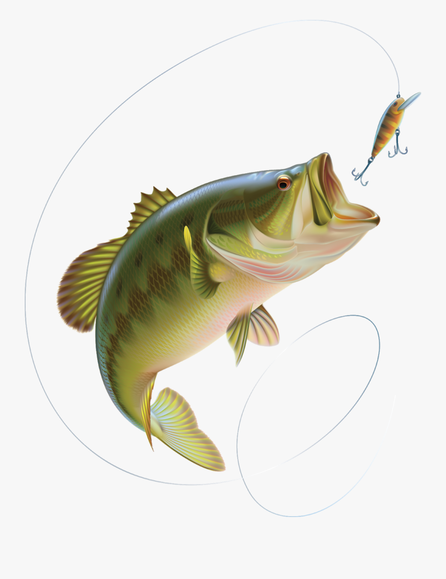 Smallmouth Bass, Transparent Clipart