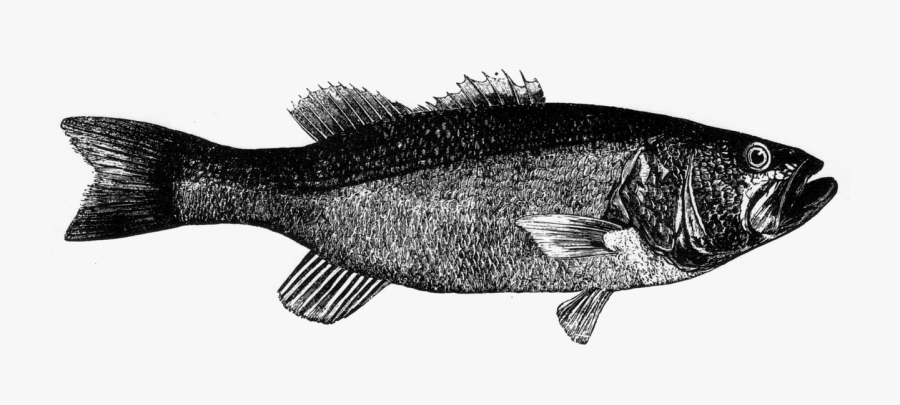 Large Mouth Picpng - Bass, Transparent Clipart