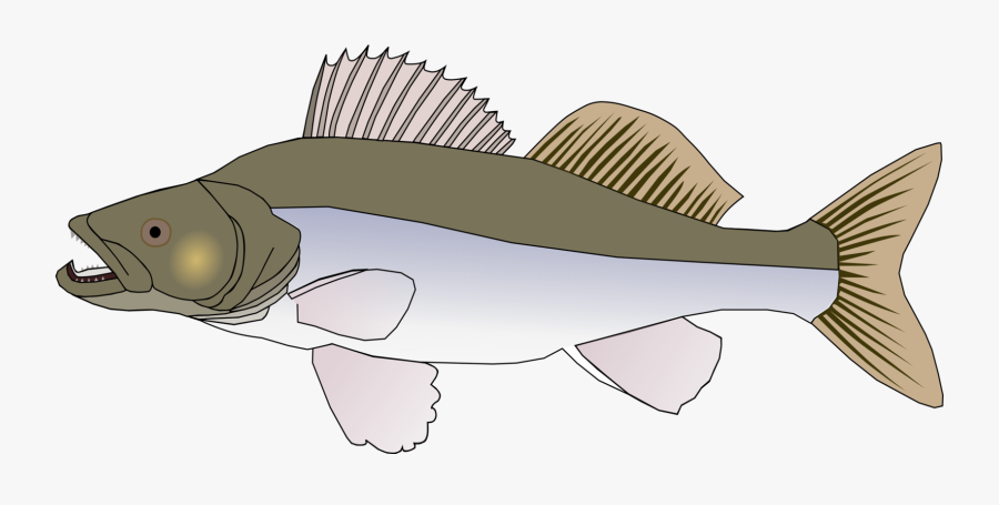 Pikeperch - Big Fish Drawing, Transparent Clipart