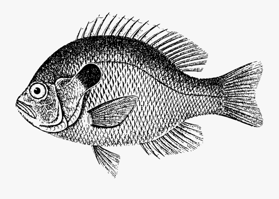 Perch,head,tilapia - Sea Bass Clip Art, Transparent Clipart