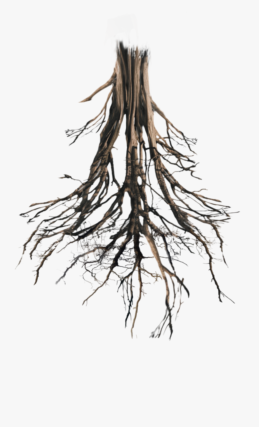Roots Png, Transparent Clipart