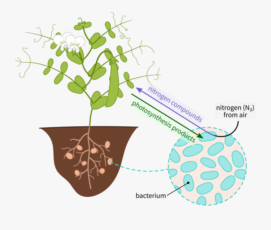 Special Bacteria On Legume, Transparent Clipart