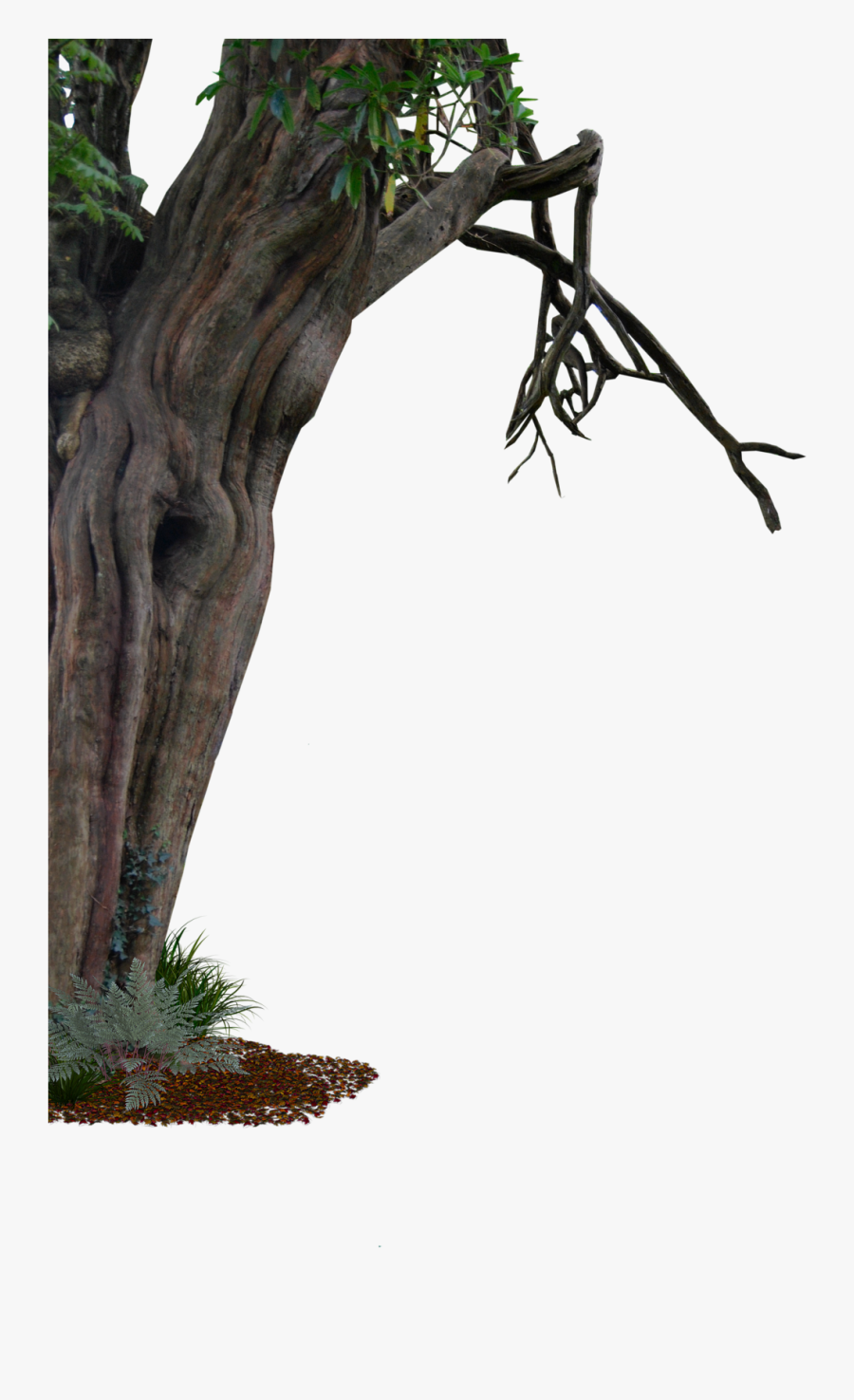 Trunk Clipart Old Tree - Tree From Side Png, Transparent Clipart