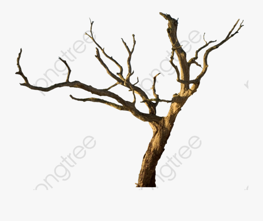 Withered Trunks And Branches - Dead Tree Png, Transparent Clipart