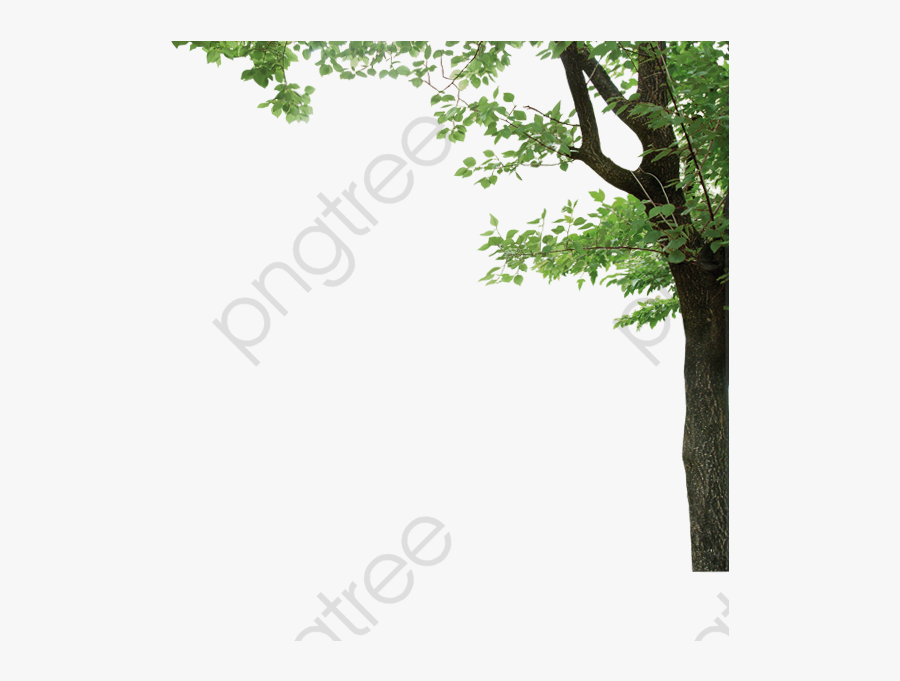 Transparent Tree Leaf Border, Transparent Clipart