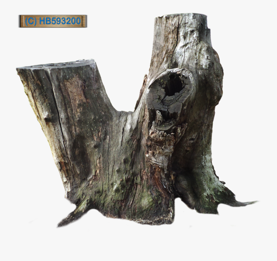 Tree Stump - Cut Tree Trunk Png, Transparent Clipart