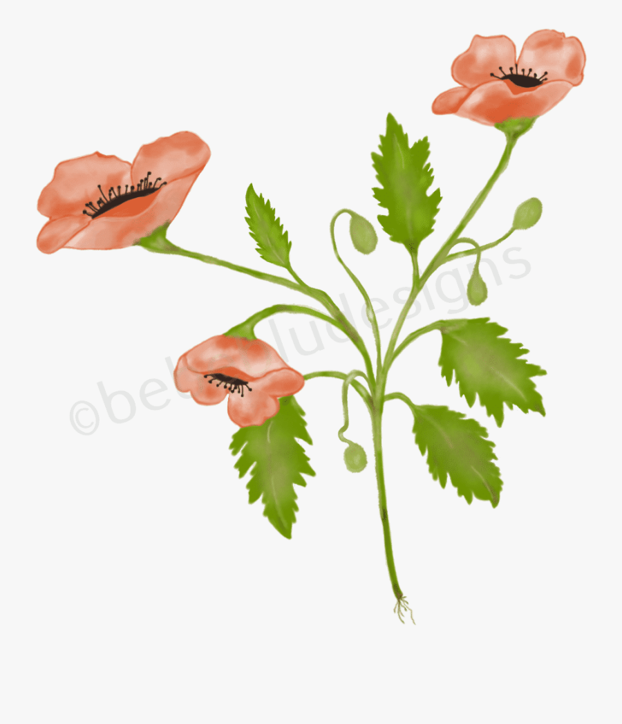 Poppies Wild - Illustration, Transparent Clipart