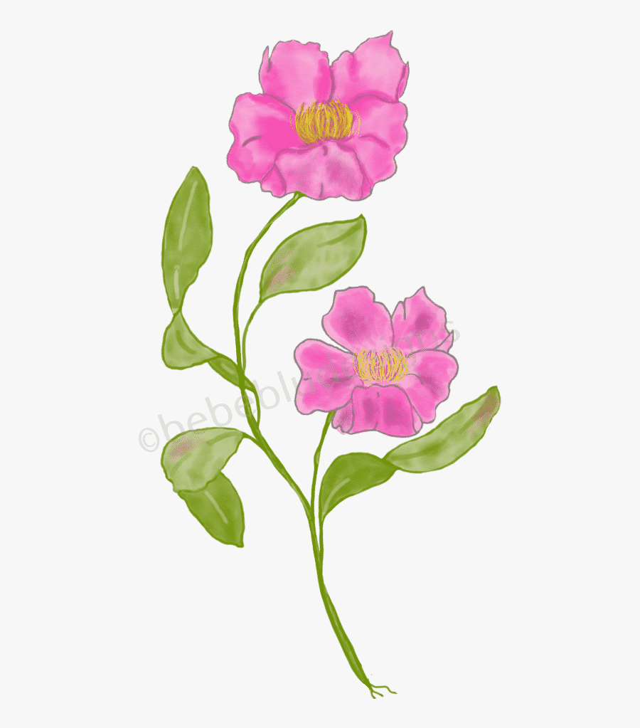 Wild Peony - Rosa Rubiginosa, Transparent Clipart