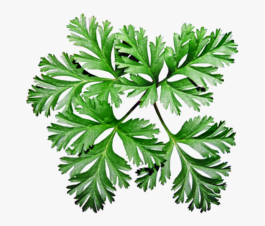 Leaves, Anemone, Plant, Garden, Greenery - Anemone Leaves, Transparent Clipart