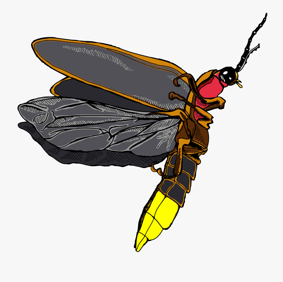 Clipart Free Png For Free - Firefly Png, Transparent Clipart