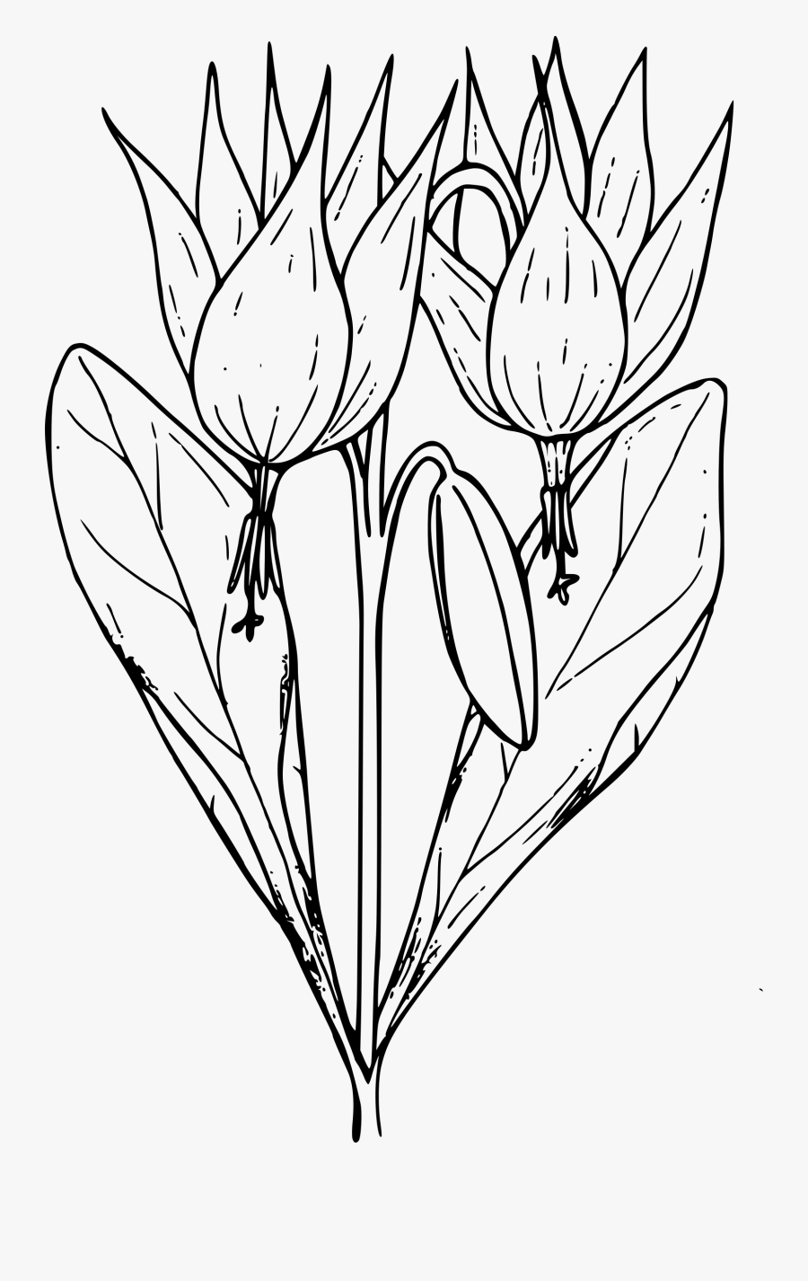 Trout Lily - Big Lily Flower Drawing, Transparent Clipart